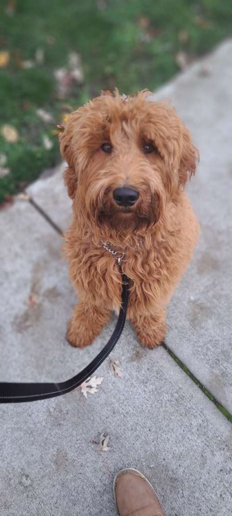 Sidney dog walking with Sam