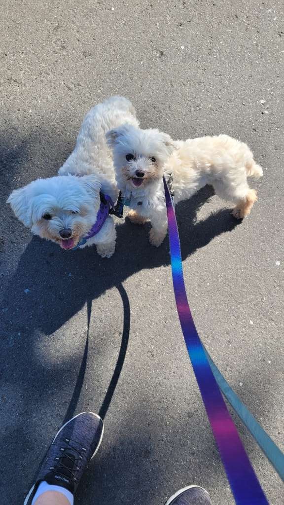 Esquimalt dog walking Mozart & Melody