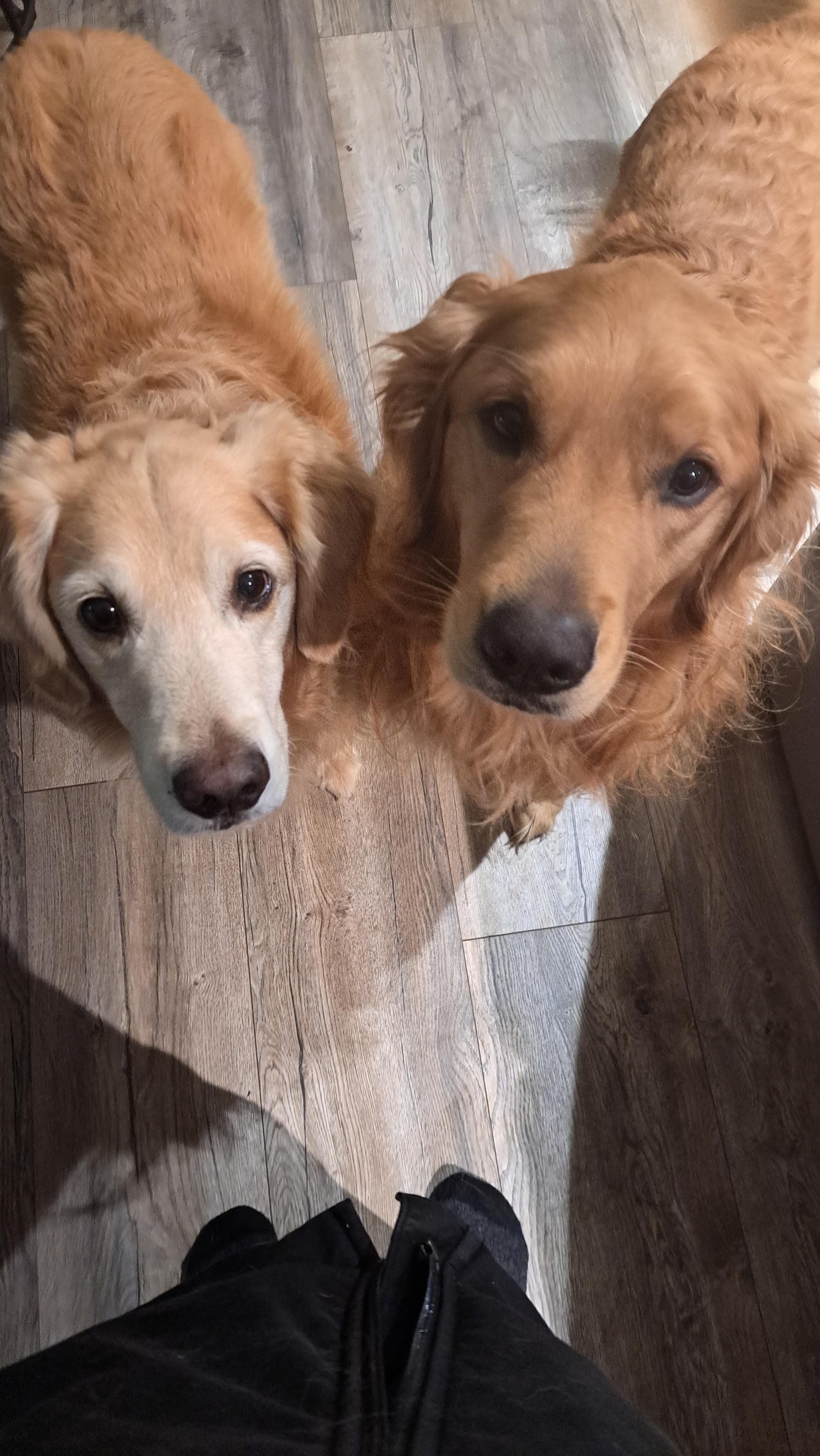 Dog sitting with dogs Stanley & Violet