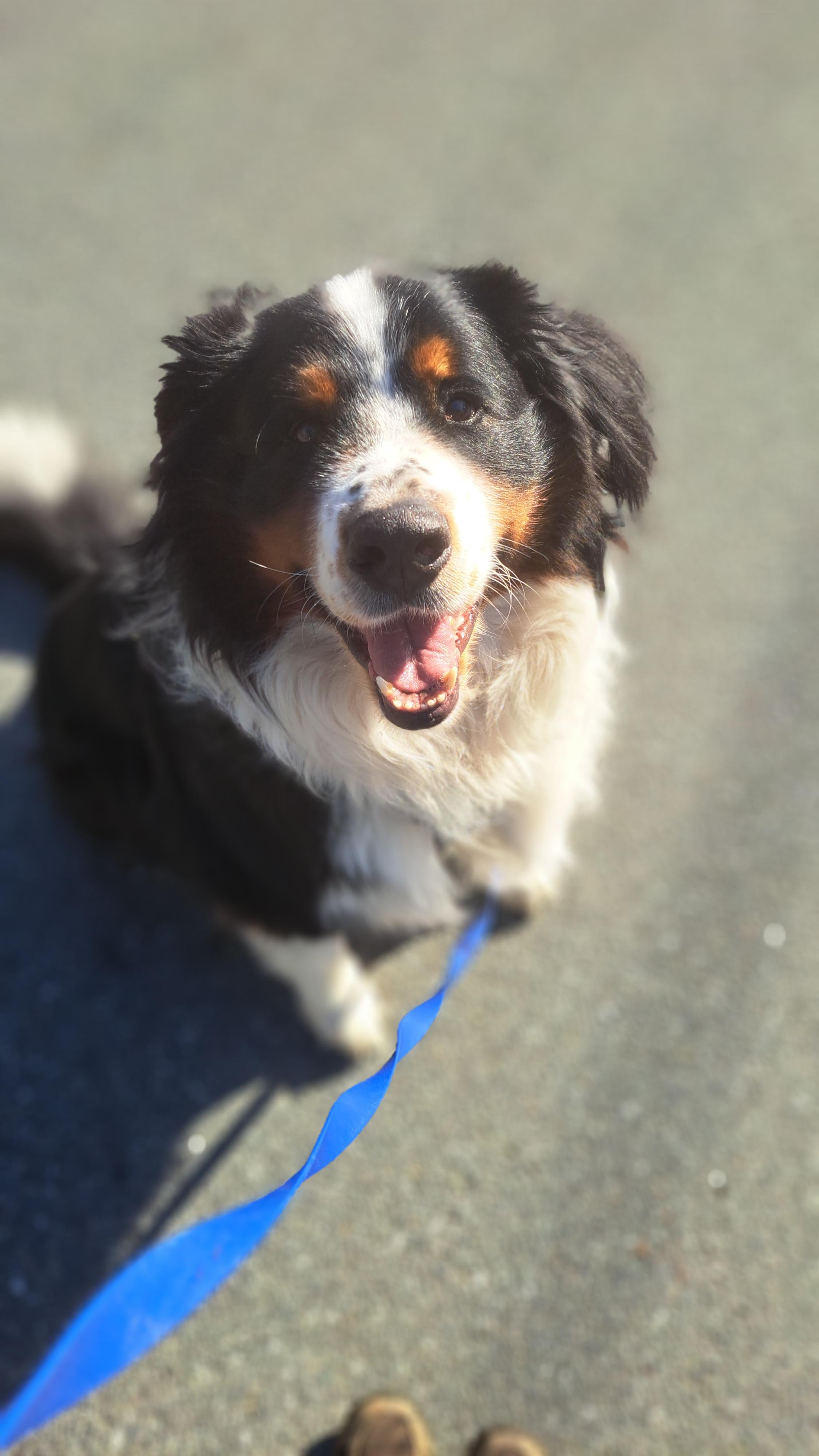 Dog walking Bentley in Sidney