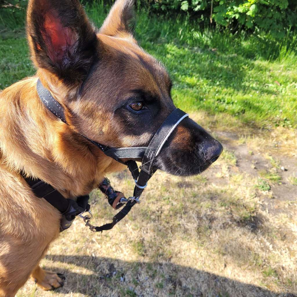 Dog walking Jack in Sidney