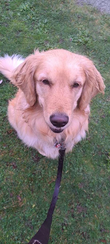 North Saanich dog walk with Sadie