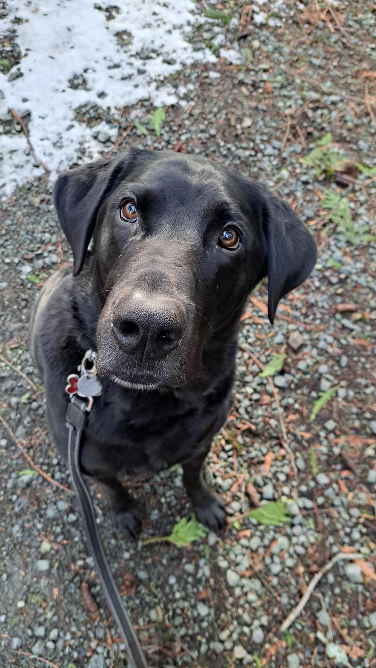 Saanichton dog walking with Ryker