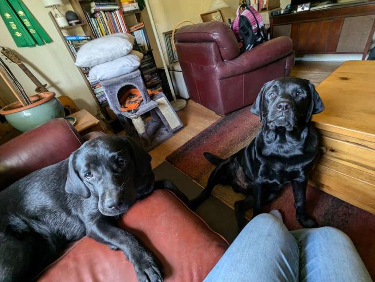Tux & Tilly before their Esquimalt dog walks